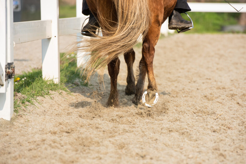 IJslands paard in rijbak